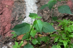 Justicia glabra